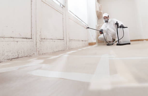 Black mold remediation team in Mifflin
