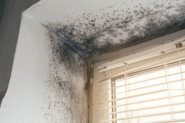 Mold Removal service in Mifflin